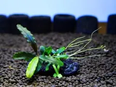 ブセファランドラ『ナルシス』【完全水中葉＆無農薬栽培】溶岩石活着株