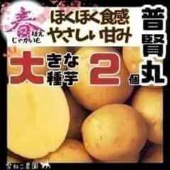 2026年最新】ドラゴンレッド種芋の人気アイテム - メルカリ