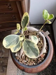 2026年最新】パンダガジュマル 斑入りの人気アイテム - メルカリ