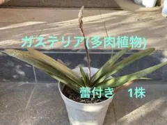 101ガステリア多肉植物抜き苗¥770