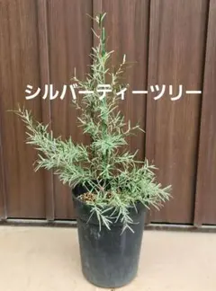 バンクシア レプトフィラ 鉢植えK 苗 オージープランツ ドライガーデン