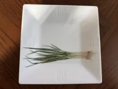 Noritakeノリタケ　角皿