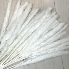30本ウェルカムスペース パンパスグラステールリードホワイトドライフラワー穂短め