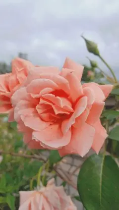 2026年最新】薔薇挿し穂セットの人気アイテム - メルカリ