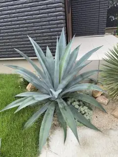 ☆地植子株☆2株セット☆美株☆アガベ アメリカーナ 華厳 ☆地植2株セット☆大株☆美株☆アガベ アメリカーナ 華厳 | アガベ