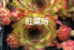 2025年最新】多肉植物 センペルビウムの人気アイテム - メルカリ