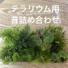 テラリウム用　苔詰め合わせ　S-2(ユキノシタ)のサムネイル