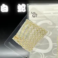 2025年最新】アオダイショウ 抜け殻の人気アイテム - メルカリ