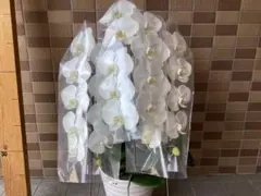 8月7日新入荷しました。大輪咲きイエロー胡蝶蘭アポロン3本立ち