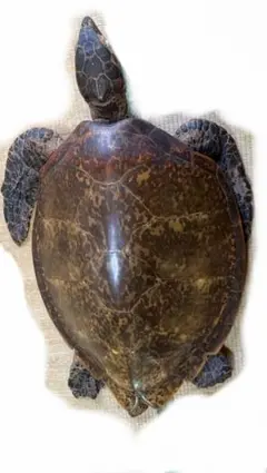 タイマイ べっ甲亀 剥製 国際希少野生動植物種登録票有 亀 カメ 骨董品 縁起物 タイマイ べっ甲亀 剥製 国際希少野生動植物種登録票有 亀 カメ 骨董品