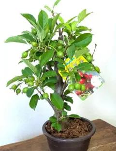 ピンコ様 リクエスト 2点 まとめ商品