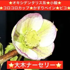 279⭐️ベビードール⭐️超小輪⭐️繊細フラッシュ⭐️超コンパクト