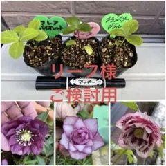 2026年最新】クリスマスローズ 苗 開花株の人気アイテム - メルカリ