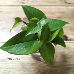 Pothos テルノアマゾン Amazon(mini)のサムネイル