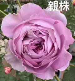 R.H.S.R様ご確認専用！バラ　苗　③ 四季咲　切花　花付き良い　花持ち良い バラ 苗 四季咲③ 花付き良い 花持ち良い 強健 房咲き 切花 レア