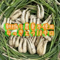 鳥取 福部産らっきょう ふくべ 砂丘 10kg らっきょ 辣韮 - メルカリ