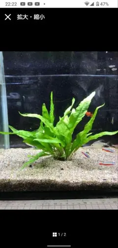 【特大】ミクロソリウムプテロプス 溶岩石活着済+おまけ ミクロソリウム プテロプス 溶岩石活着済 大サイズ おまけ付き Amazon