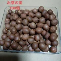 お茶の実　100個