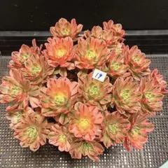 19#多肉植物アエオニウム錦❤️ブロンズメダル錦❤️23頭25cm 拔き苗 2025年最新】ブロンズメダル錦の人気アイテム - メルカリ