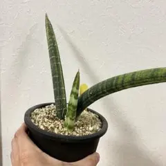 サンスベリア Sansevieria fischeri variegated - メルカリ
