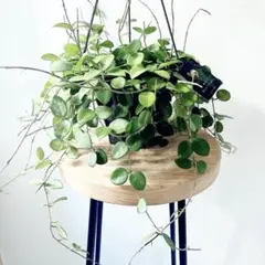 2026年最新】ホヤ マチルダの人気アイテム - メルカリ