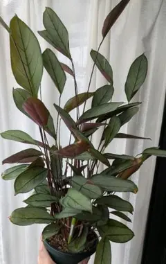 2025年最新】クテナンテ セトサの人気アイテム - メルカリ