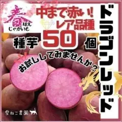 2026年最新】インカのめざめ 種芋の人気アイテム - メルカリ