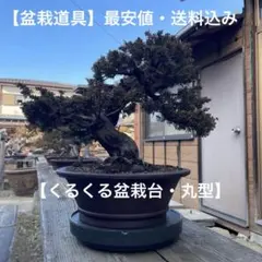 オークション 真柏盆栽素材5本セット 黒松五葉松紅葉小品盆栽ミニ盆栽
