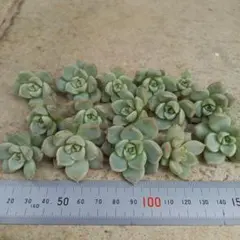 さお様 リクエスト 2点 まとめ商品