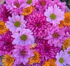 Faerie Health様 リクエスト 4点 まとめ商品