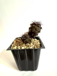 2025年最新】黒王丸 実生の人気アイテム - メルカリ