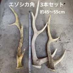 鹿の角55cm ニホンジカ - メルカリ