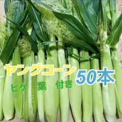 100サイズ 厳選 茨城県産 新鮮 ヤングコーン ベビーコーン[100本