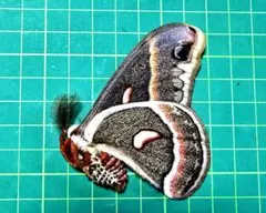 2026年最新】蝶の人気アイテム - メルカリ