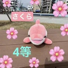 須磨シーワールド シャチ オルカくじ ぬいぐるみ 限定カラー シナモン4