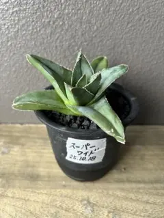 ひでさん　笹の雪　スーパーワイド　特大　大株 ひでさん 笹の雪 スーパーワイド 特大 大株 ひでさん 笹の雪