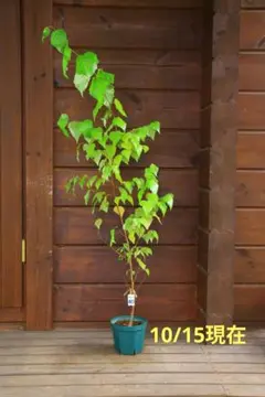 白樺　成木　2メートル以上　小苗10本付　落葉樹 苗木 2025年最新】白樺 苗木の人気アイテム - メルカリ