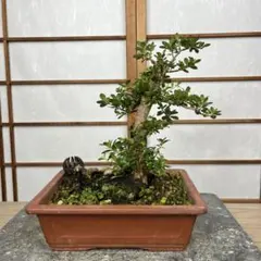 盆栽素材】さつき 盆栽 初冠雪 - メルカリ
