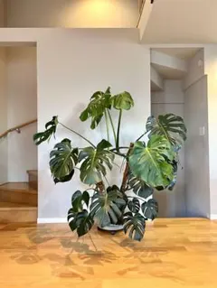 2025年最新】モンステラデリシオーサの人気アイテム - メルカリ