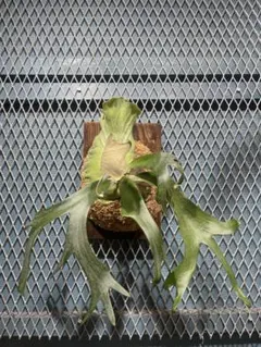 美株・コルク仕立て】ビカクシダ コロナリウム フィリピネス（タグ付き