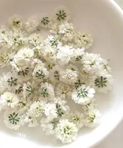 No,318☘️かすみ草のドライフラワー