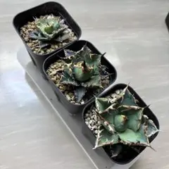 2025年最新】フィリグリー アガベの人気アイテム - メルカリ