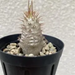 パキポディウム　多頭　グラキリス　実生 パキポディウム グラキリス多頭 実生株 | HANDS PLANTS