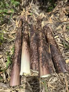 唐竹(からだけ)の子(塩蔵) 専用箱込み1k鹿児島県産のサムネイル