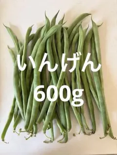 いんげん　インゲン豆　600g ネコポスのサムネイル