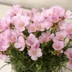カランドリニア　◇希少ミルキーピンク◇　多年草のサムネイル