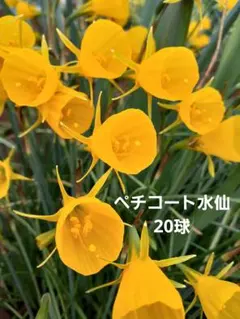 にゃん太様 リクエスト 2点 まとめ商品