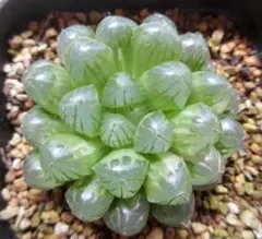 O*Z様 多肉植物 ハオルチア 氷の恋人 美株 新品種 糊斑 - メルカリ