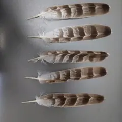 隼 ハヤブサの羽根 (羽根ほうき作りの素材）・貴重! - メルカリ