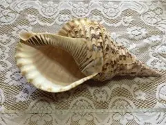 ホラ貝　貝殻　特大　沖縄
